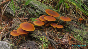 Gymnopilus_picreus_KYI_20160818_12.jpg