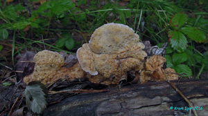 Hericium_cirrhatum_KYI_20160726_01.jpg