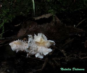 Hericium_cirrhatum_NND_20160908.JPG