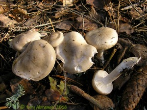 Hygrophorus_agathosmus_AYV_20081004_01.jpg