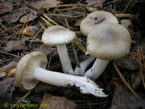 Hygrophorus_agathosmus_AYV_20081004_02.jpg