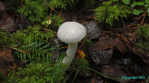 Hygrophorus_agathosmus_KYI_20160820_02.jpg