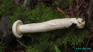 Hygrophorus_agathosmus_KYI_20160820_04.jpg