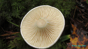 Hygrophorus_agathosmus_KYI_20160820_06.jpg