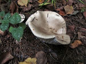 Hygrophorus_agathosmus_NND_20160930-2.JPG