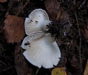 Hygrophorus_agathosmus_NND_20160930-3.JPG