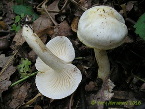 Hygrophorus_chrysodon_AYV_20120903_02.jpg