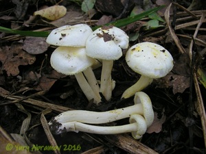 Hygrophorus_chrysodon_AYV_20120906_01.jpg