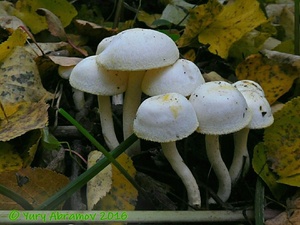 Hygrophorus_chrysodon_AYV_20160928_01.jpg