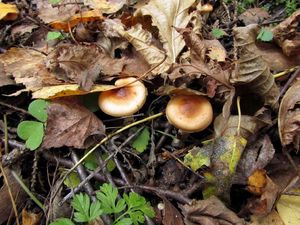 Hygrophorus_discoideus_NND_20160930-1.JPG