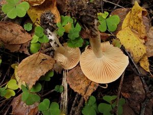 Hygrophorus_discoideus_NND_20160930-3.JPG