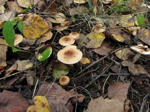 Hygrophorus_discoideus_NND_20161004-1.JPG