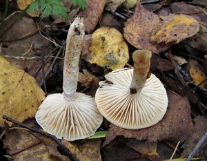 Hygrophorus_discoideus_NND_20161004-2.JPG