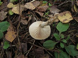 Hygrophorus_discoideus_NND_20161004-3.JPG