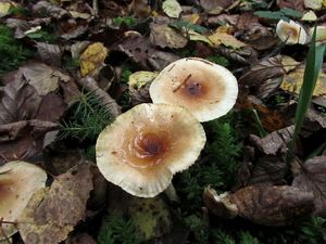 Hygrophorus_discoideus_NND_20161004-4.JPG