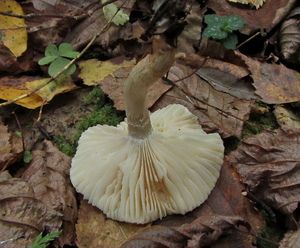 Hygrophorus_discoideus_NND_20161004-6.JPG