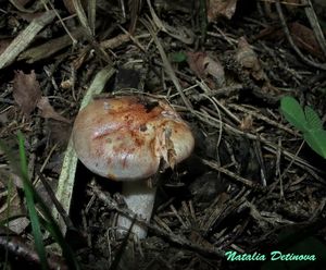 Hygrophorus_erubescens_NND_20160910-1.JPG