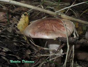 Hygrophorus_erubescens_NND_20160910-2.JPG