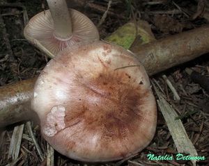 Hygrophorus_erubescens_NND_20160910-3.JPG