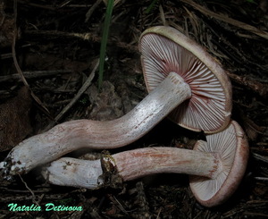 Hygrophorus_erubescens_NND_20160910-4.JPG