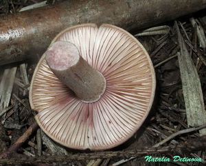 Hygrophorus_erubescens_NND_20160910-6.JPG