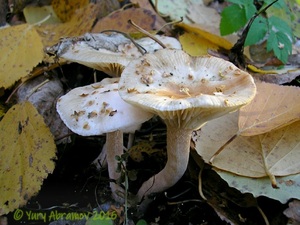 Hygrophorus_hedrychii_AYV_20101019_02.jpg