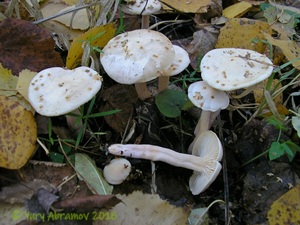 Hygrophorus_hedrychii_AYV_20101019_03.jpg