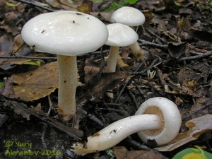 Hygrophorus_hedrychii_AYV_20120908_01.jpg