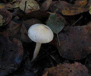 Hygrophorus_hedrychii_NND_20160929-1.JPG