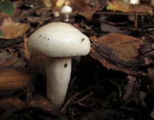 Hygrophorus_hedrychii_NND_20161001-2.JPG