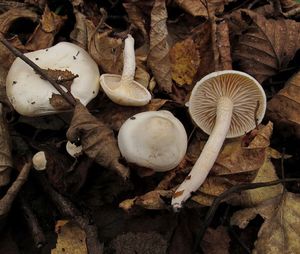 Hygrophorus_hedrychii_NND_20161012-1.JPG