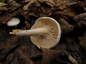 Hygrophorus_hedrychii_NND_20161012-2.JPG