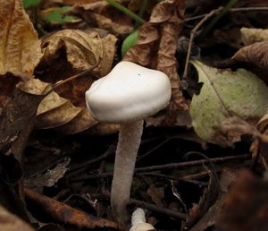 Hygrophorus_hedrychii_NND_20161012-3.JPG