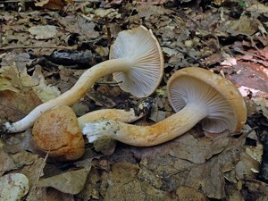 Hygrophorus_nemoreus_ESV_20160731-08.jpg