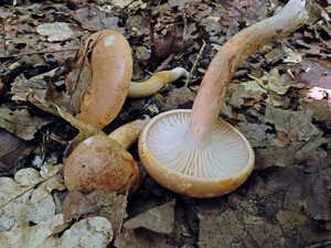 Hygrophorus_nemoreus_ESV_20160731-09.jpg