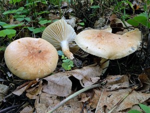 Hygrophorus_nemoreus_ESV_20160804-10.jpg