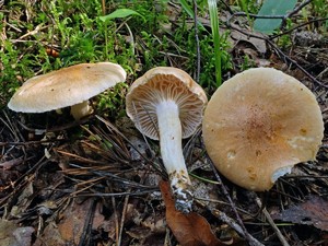 Hygrophorus_nemoreus_ESV_20160804-12.jpg