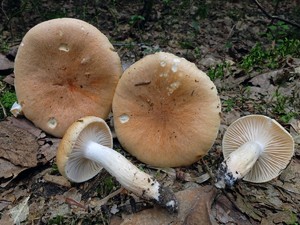 Hygrophorus_nemoreus_ESV_20160810-13.jpg