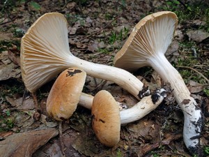 Hygrophorus_nemoreus_ESV_20160810-14.jpg