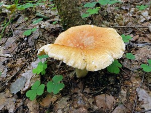 Hygrophorus_nemoreus_ESV_20160814-15.jpg