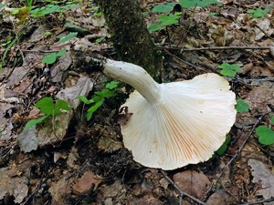 Hygrophorus_nemoreus_ESV_20160814-16.jpg