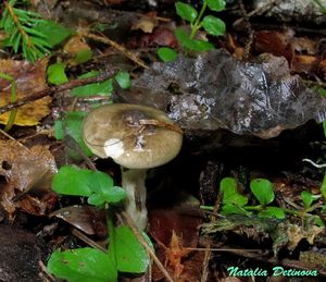 Hygrophorus_olivaceoalbus_NND_20160924-2.JPG