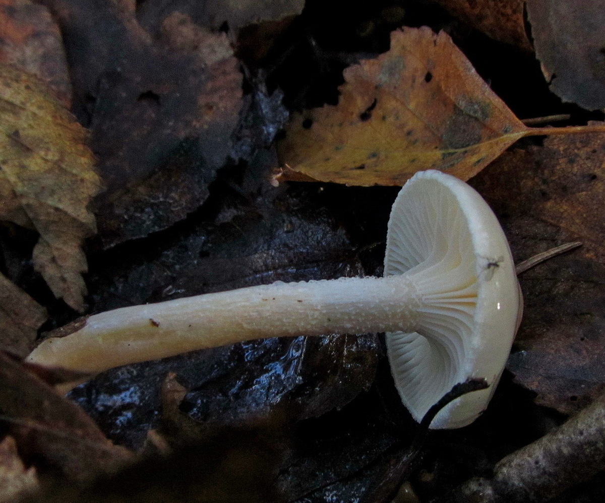 Гриб гигрофор фото. Hygrophorus hedrychii. Гигрофор березовый Hygrophorus hedrychii. Hygrophorus piceae. Гигрофор берёзовый гриб.