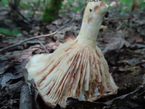 Lactarius_acerrimus_KSM_20160810.JPG