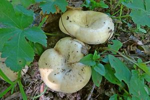 Lactarius_acerrimus_KSM_20160911_02.JPG