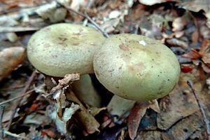 Lactarius_blennius_KSM_20160529_02.JPG