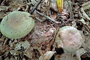 Lactarius_blennius_KSM_201650618.JPG