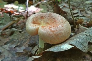 Lactarius_hrysorrheus_KSM_20160612_01.JPG