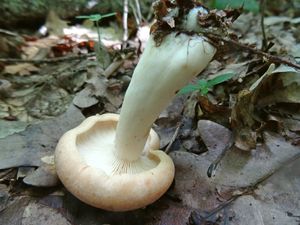 Lactarius_hrysorrheus_KSM_20160612_02.JPG