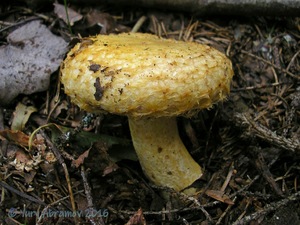 Lactarius_repraesentaneus_AYV_20150812_01.jpg